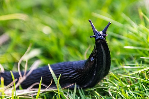Slug Picture