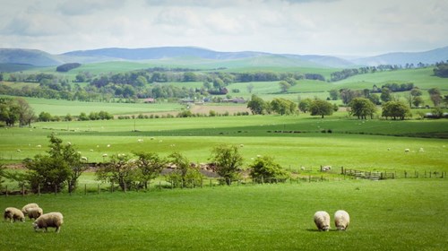 Scottish Grassland